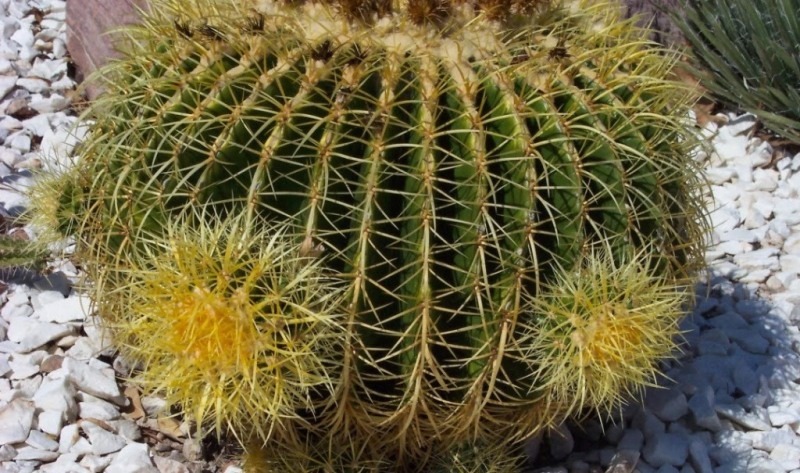 تکثیر کاکتوس از طریق پاجوش: چگونه پاجوش را جدا کنیم؟ 